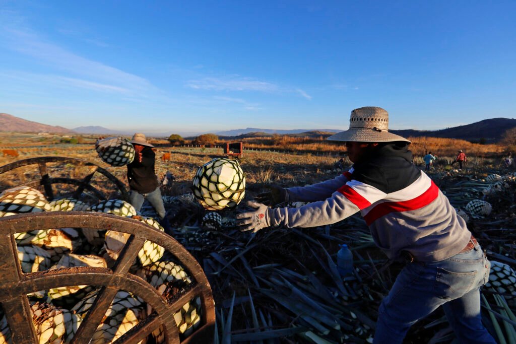 Los migrantes indocumentados en EEUU: fuente de impuestos, empleos y masa de consumidores